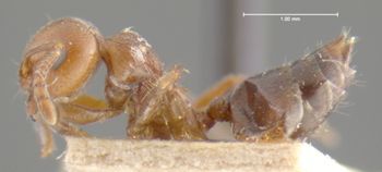 Media type: image; Entomology 22891   Aspect: habitus lateral view